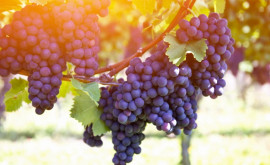 Exporturile moldovenești de fructe uleiuri vegetale și vin spre țările Uniunii Europene au crescut în 2020