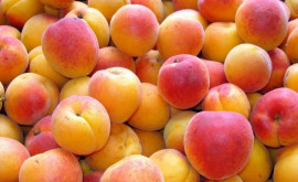 В Нидерланды прибыла первая экспортная партия молдавских абрикосов