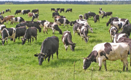 Виорел Герчиу обсудил с фермерами проблемы животноводства