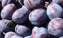 Rusia a interzis importul a circa 6 tone de prune proaspete din Moldova 