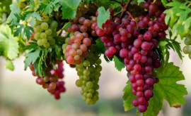 Урожай винограда в этом году будет выше прошлогоднего
