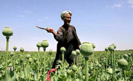 Талибан заявил что Афганистан перестанет производить наркотики