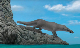 Fosila unei specii de balenă necunoscută anterior cu patru picioare descoperită în Egipt