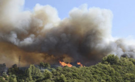 Incendiile din Grecia O pădure va avea nevoie de cel puțin 30 de ani săși revină