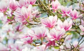 Semnal de alarmă la nivel mondial Peste 30 dintre speciile de abori ar putea dispărea lista include arțarul abanosul sau magnolia