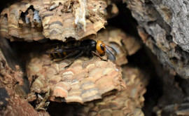Un cuib de viespi uriașe descoperit în SUA