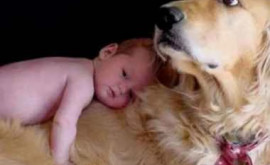 Un cîine pe post de animal de companie îi protejeaza pe copii de astm și alergii