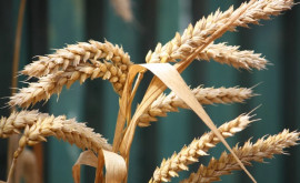 Experţi Tarifele la grîu ar putea să crească
