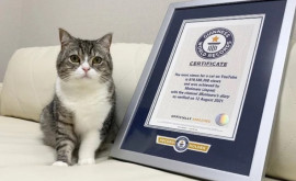 O pisică a ajuns în Cartea Recordurilor Guinness după ce a acumulat cele mai multe vizualizări pe YouTube