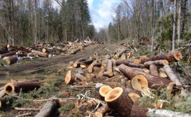 Din Codrii Moldovei urmează să fie tăiați 129 de copaci Explicația Moldsilva