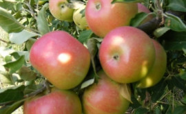 Fabricile de concentrat de mere lucrează la doar jumătate din capacitate 