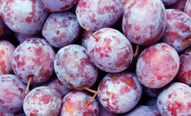 Rusia a interzis importul a 8 tone de prune din Moldova 