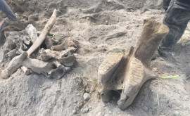В Турции археологи раскопали скелет слона жившего тысячи лет назад