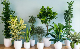 Пять целебных растений которые нужно иметь в доме