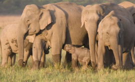 Studiu Pentru elefanţi o soră mai mare este mai bună decît un frate mai vîrstnic