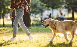  Как наличие собаки влияет на здоровье