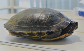 O broască țestoasă a dat peste cap zborurile de pe un aeroport din Japonia