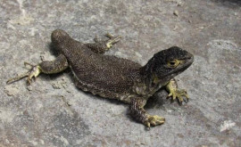 В Перу обнаружен новый вид ящериц