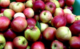 В России поднялись пошлины на импорт яблок