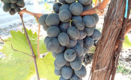 Молдове рекомендуют поспешить с экспортом столового винограда