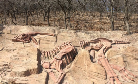 В Китае археологи нашли кость динозавра возрастом 200 миллионов лет