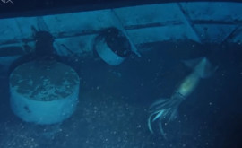 Биологи обнаружили на дне Красного моря загадочное существо крупнее человека