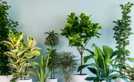 Пять советов в помощь любителям комнатных растений