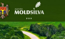 Глава Moldsilva ушел со своего поста на пенсию