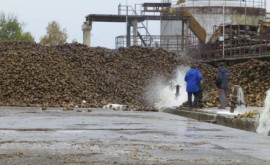 Cea mai mare fabrică de zahăr din Moldova a trecut la alimentarea cu păcură 