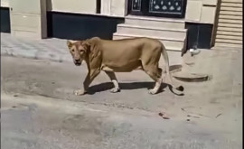По улицам города в Саудовской Аравии прогуливалась агрессивная львица