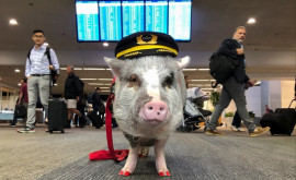 Patrulă de porci pe unul dintre cele mai aglomerate aeroporturi din Europa