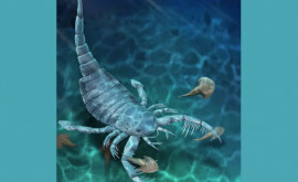 Un înspăimîntător scorpion de mare lung de un metru a fost descoperit în China