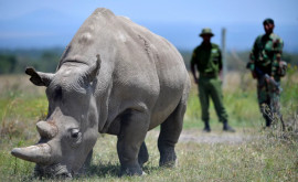 Белые носороги оказались на грани исчезновения