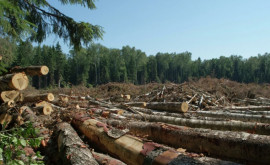 Marile bănci ale lumii au finanțat distrugerea pădurilor