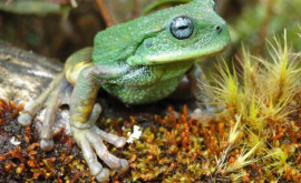  В джунглях Амазонки обнаружили новый вид жаб