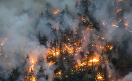 Austria nu reușește să stingă cel mai mare incendiu de pădure din istoria țării