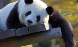 Ученым открылся неожиданный факт о пандах