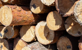 Украина поможет Европе согреться дровами
