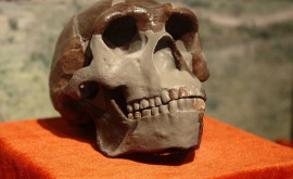 Ученые заявили об обнаружении еще одного предка человека