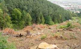 Defrișările de păduri ar trebui să se oprească pînă în 2030
