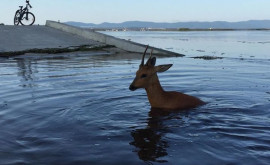 O căprioară filmată în timp ce traversează înot lacul Bicaz VIDEO