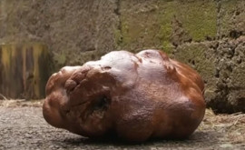 Un cuplu din Noua Zeelandă a găsit în grădină cel mai mare cartof din lume
