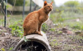 Приключения кота в Польше Животное застряло в трубе и провело там несколько дней