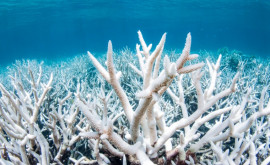 На Большом Барьерном рифе произошло обесцвечивание кораллов