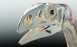 Prima specie de dinozaur care a trăit în Groenlanda în urmă cu 214 milioane de ani