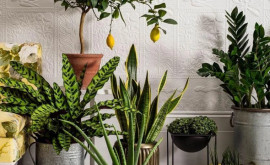  Почему полезно иметь в доме комнатные растения 