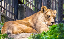 Animalele exotice de la Grădina Zoologică trec la un regim special