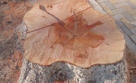 Un locuitor din Drochia a primit amendă pentru tăierea ilegală a unui copac