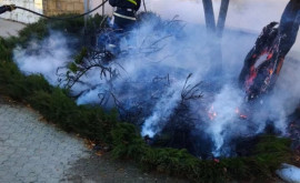 За сутки ликвидировано более 50 очагов возгорания растительности