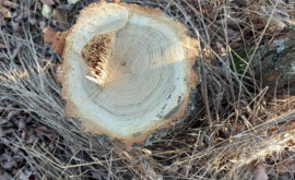 Copaci de salcîm tăiați ilegal la Basarabeasca